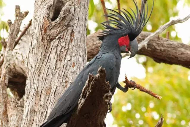 Wild Male Palm Cockatoos: Masters of the Custom Drumsticks