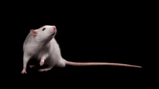 Rats Exhibit Astonishing Imagination: Insights into Brain's Capacity for Mental Time Travel